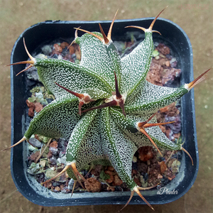 Astrophytum ornatum