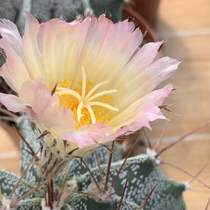 Astrophytum ornatum