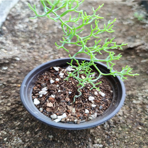 Bowiea Volubilis Climbing Onion