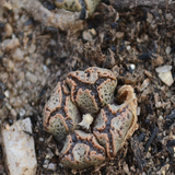 Conophytum Pellucidum Schwantes Var. Terricol (Tischer) S. A. Hammer