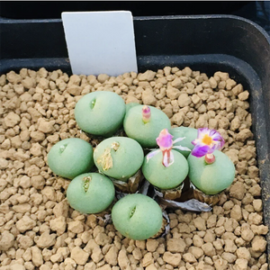 Conophytum Minutum (Haw.) N. E. Br