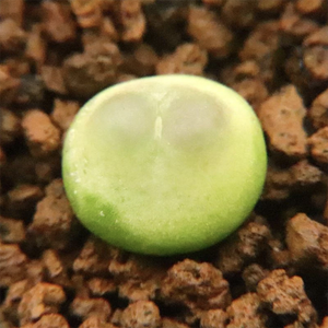 Conophytum Ratum S. A. Hammer