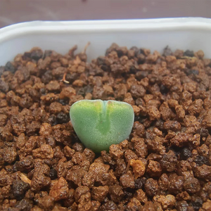 Conophytum Regale Lavis