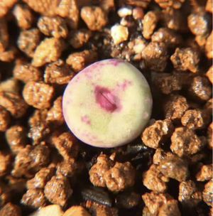 Conophytum Vanzyllii Pofader