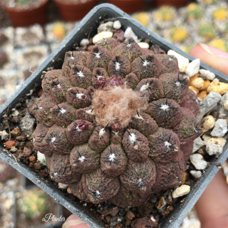 Copiapoa Hypogaea cv. Lizard Skin – aplanter