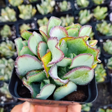 Crassula Arborescens Blue Bird