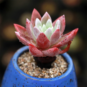 Dudleya Caespitosa (Haw.) Britton Et Rose