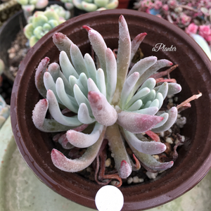 Dudleya Edulis