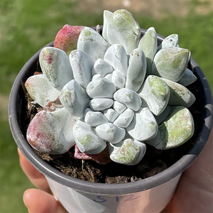 Dudleya Formosa Moran