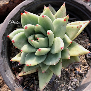 Echeveria Agavoides Maria