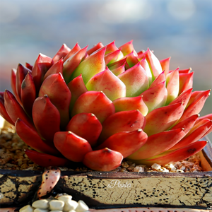 Echeveria Agavoides Prolifera