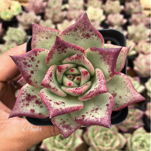 Echeveria Agavoides Sirius