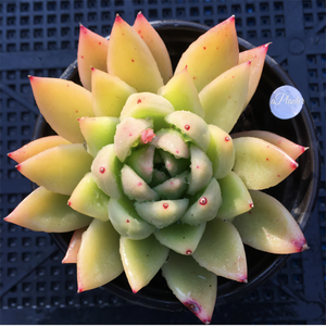 Echeveria Agavoides White Wax