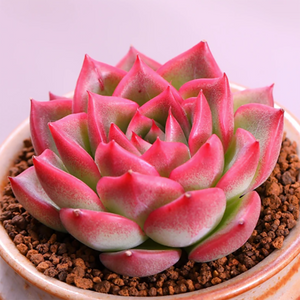 Echeveria Agavoides Floriana