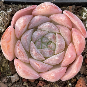 Echeveria Amazing Grace