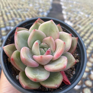 Echeveria Baekya White Knight