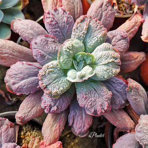 Echeveria Baron Bold