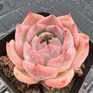 Echeveria Carol (Caroline)