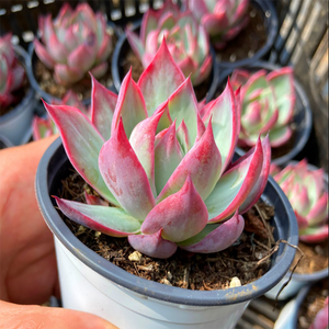 Echeveria Casio Variegata