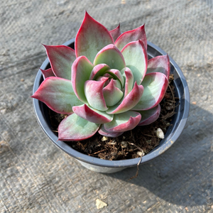 Echeveria Casio Variegata