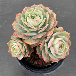 Echeveria Claudia Cluster