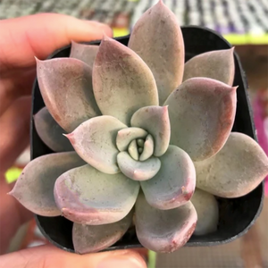 Echeveria Craigiana