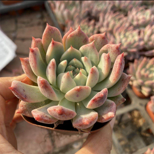 Echeveria Frost Flower