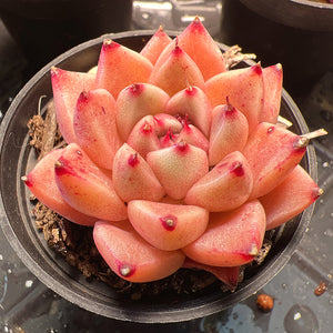 Echeveria Golden Quartz