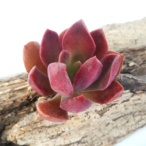 Echeveria Hanaikada