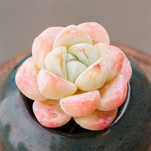 Echeveria Ice Cream