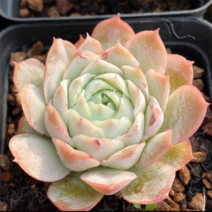 Echeveria Jeong-wol