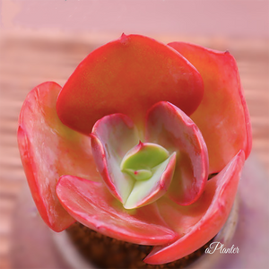 Echeveria Kissing