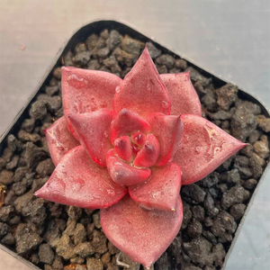 Echeveria Kusu