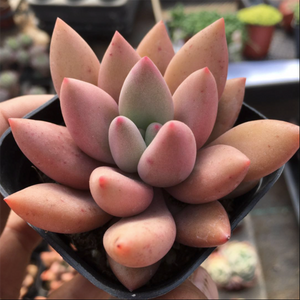 Echeveria Land of Peach Blossoms