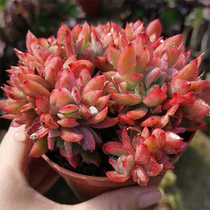 Echeveria Luella Cristata