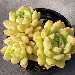 Echeveria Macadamia