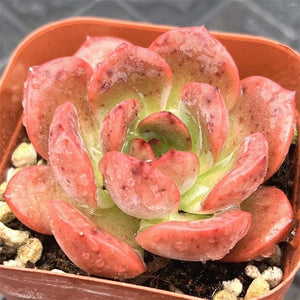 Echeveria Madonna (Green Pink)