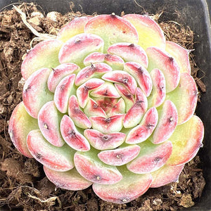 Echeveria Marcel (Princess Seia)