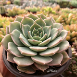 Echeveria Margaret Martin