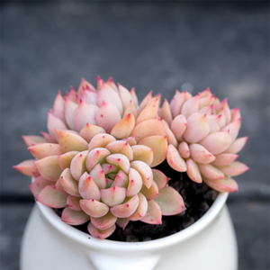 Echeveria Mebina Pink