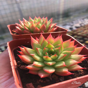 Echeveria Meteor shower