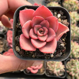 Echeveria Noble