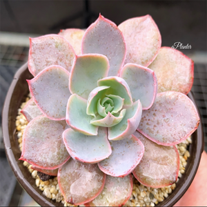 Echeveria Pinky