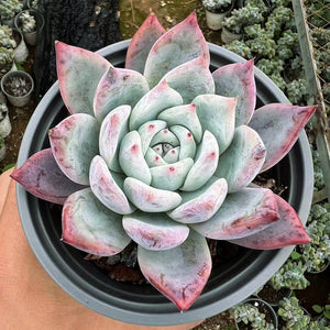 Echeveria Polar Bear