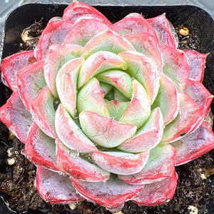 Echeveria Red Dress