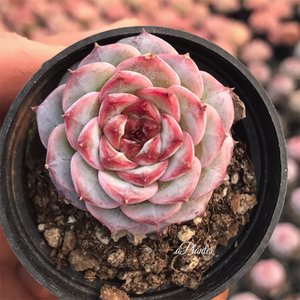 Echeveria Red Velvet