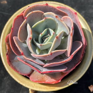 Echeveria Runyonii cv