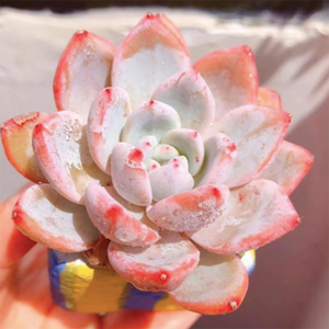 Echeveria Sang