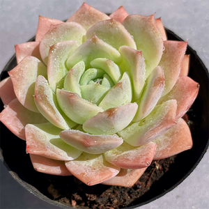 Echeveria Sarang