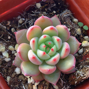 Echeveria Scarletta